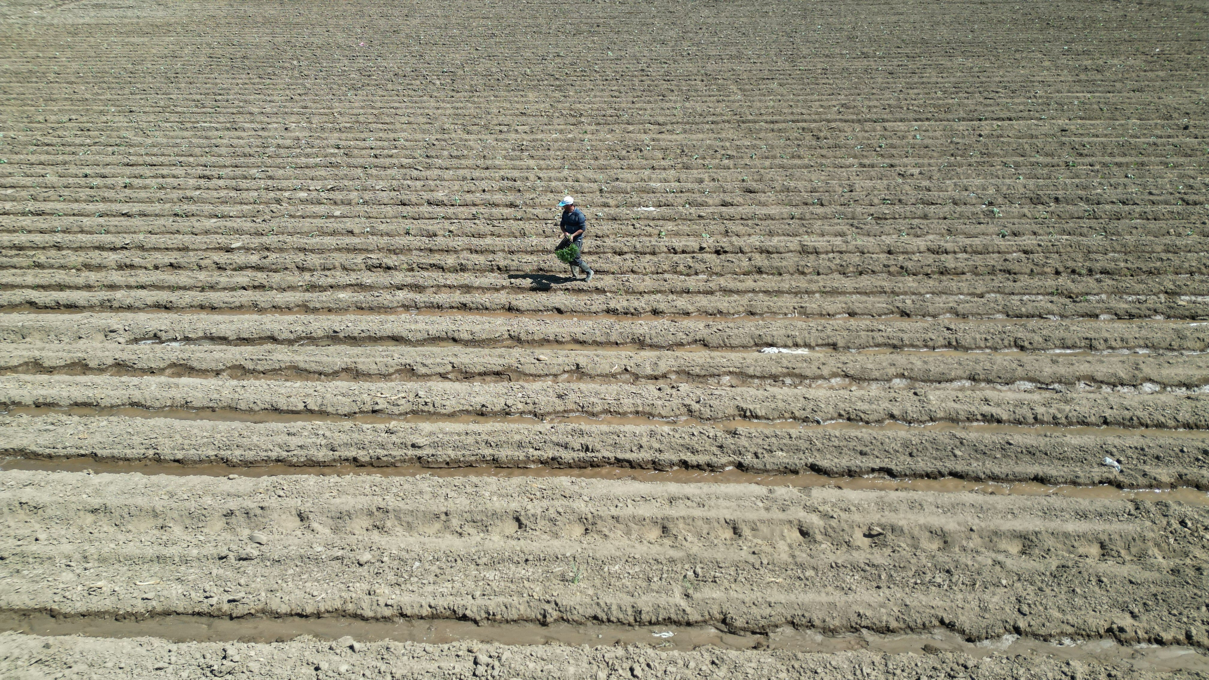 500 çiftçinin ekmek kapısı! Aromasıyla damak çatlatan lezzet toprakla buluştu - 2. Resim