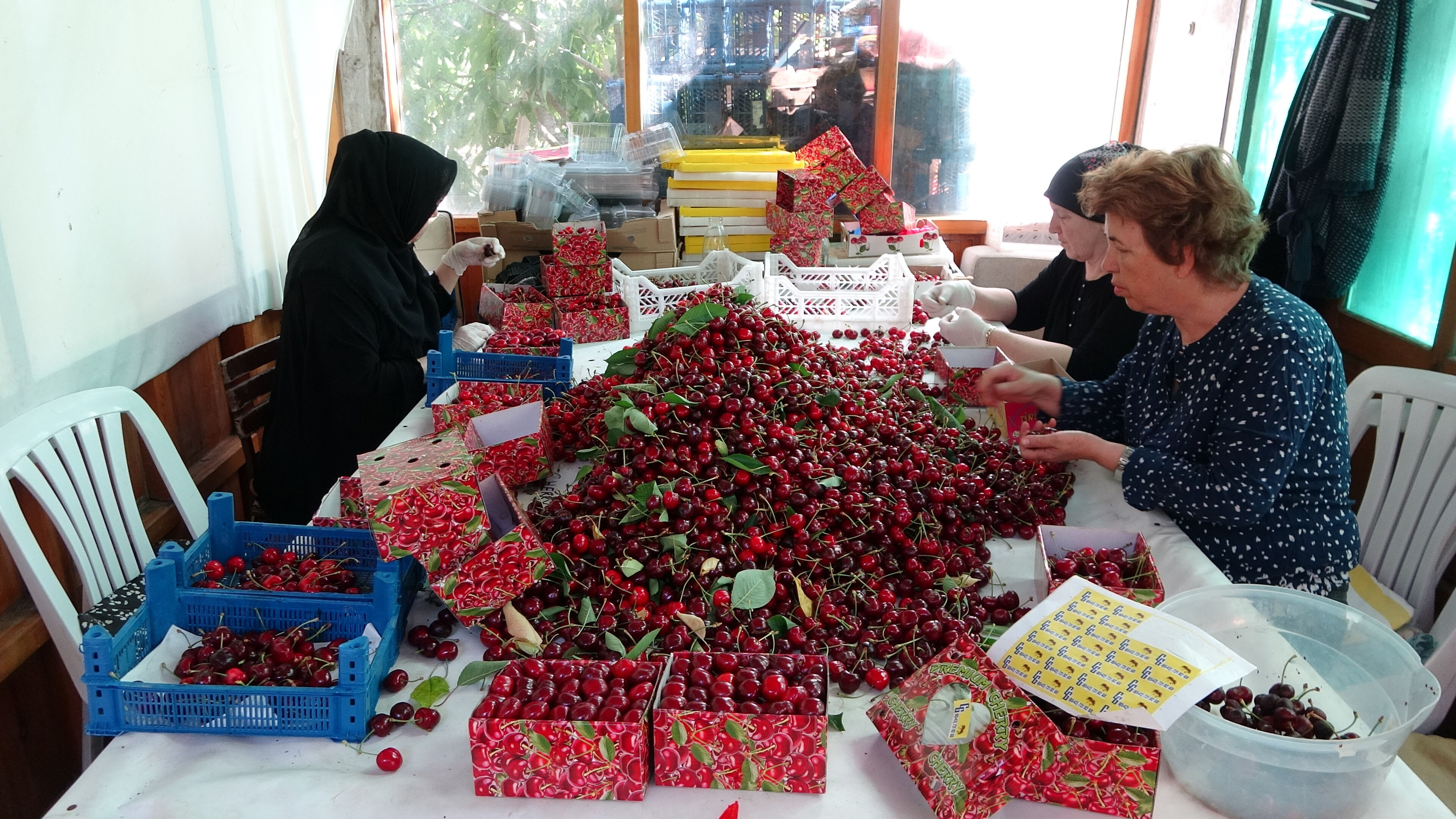 Aromasını toprak yapısından alıyor! Madeni 5 liradan büyük, kilosu 750 lira Aromasını toprak yapısından alıyor! Madeni 5 liradan büyük, kilosu 750 lira - 4. Resim