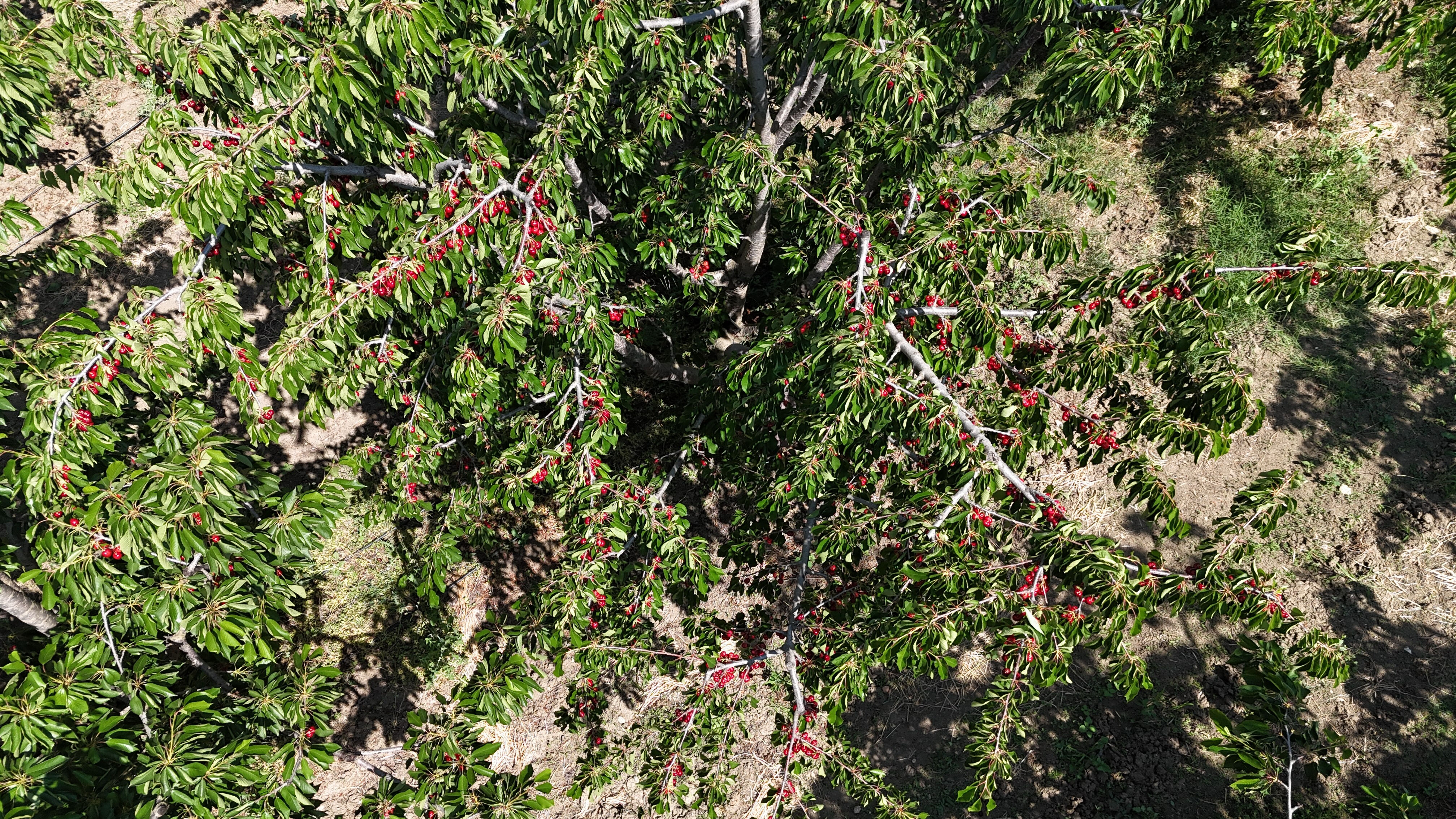 Aromasını toprak yapısından alıyor! Madeni 5 liradan büyük, kilosu 750 lira Aromasını toprak yapısından alıyor! Madeni 5 liradan büyük, kilosu 750 lira - 1. Resim