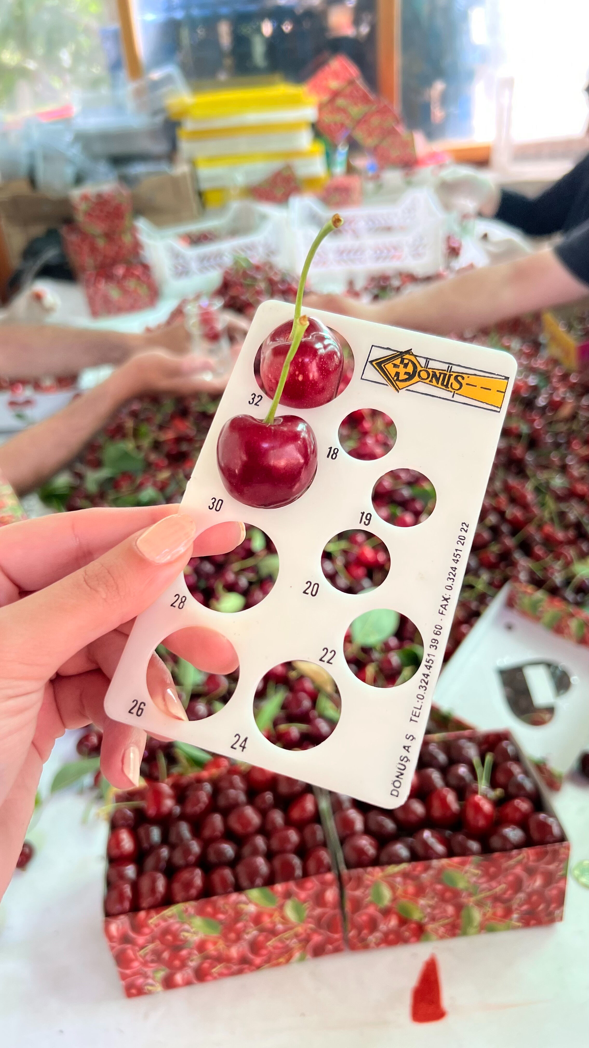 Aromasını toprak yapısından alıyor! Madeni 5 liradan büyük, kilosu 750 lira Aromasını toprak yapısından alıyor! Madeni 5 liradan büyük, kilosu 750 lira - 3. Resim