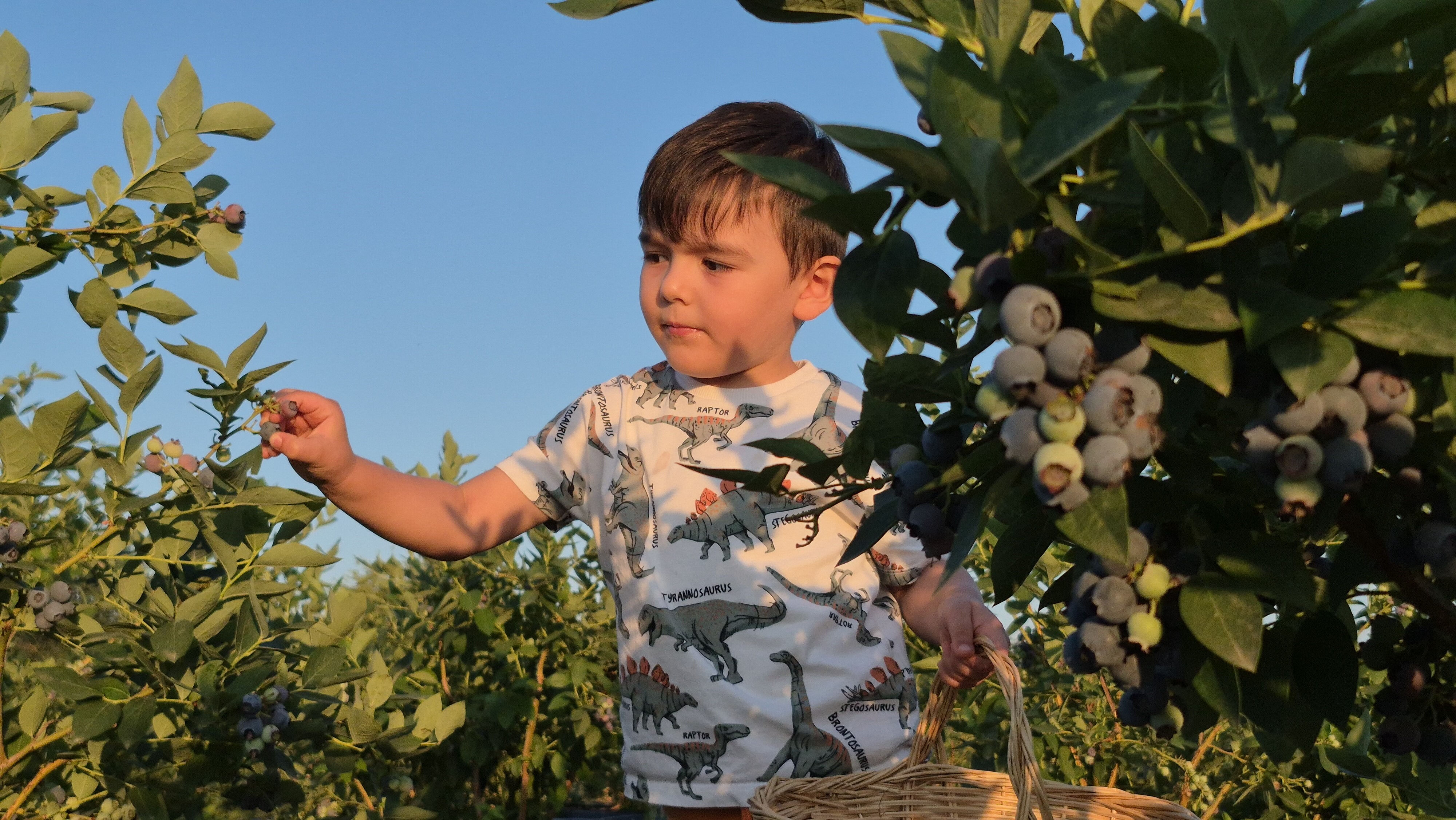 Bu yıl 15, seneye 45 ton mahsul alacak! 22 yaşında kendi bahçesini kurdu, siparişlere yetişemiyor - 5. Resim