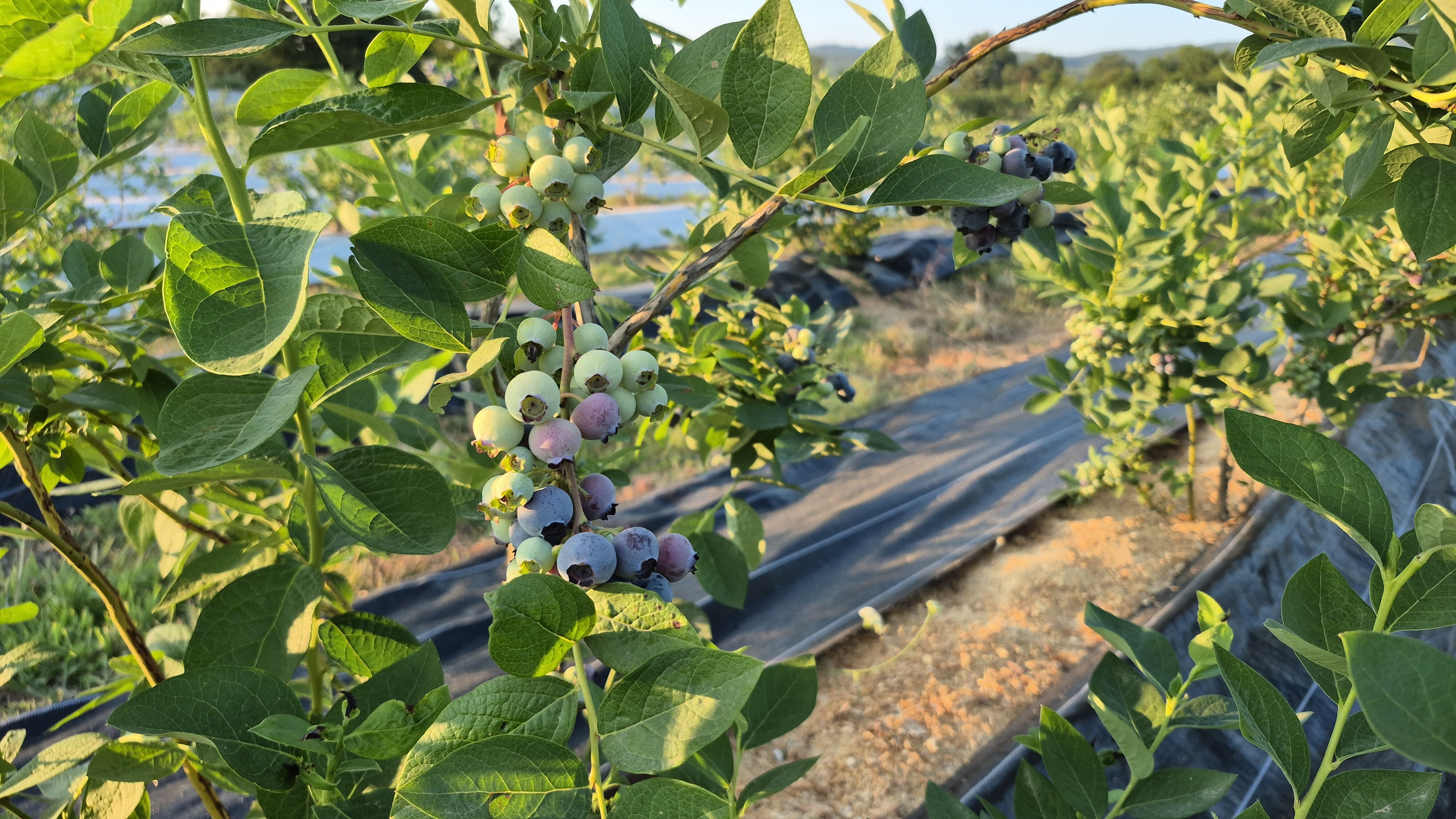 Bu yıl 15, seneye 45 ton mahsul alacak! 22 yaşında kendi bahçesini kurdu, siparişlere yetişemiyor - 2. Resim