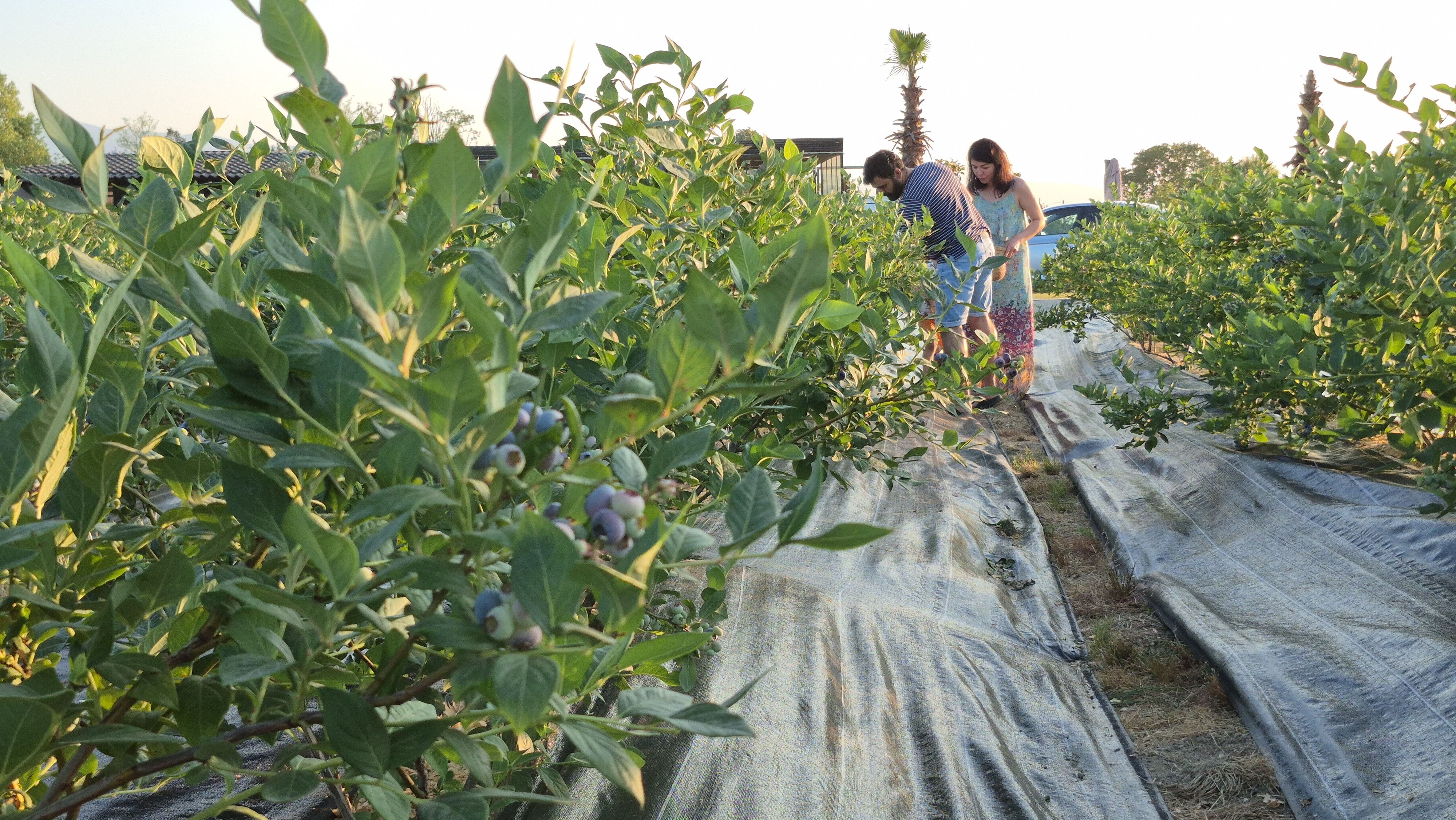 Bu yıl 15, seneye 45 ton mahsul alacak! 22 yaşında kendi bahçesini kurdu, siparişlere yetişemiyor - 1. Resim