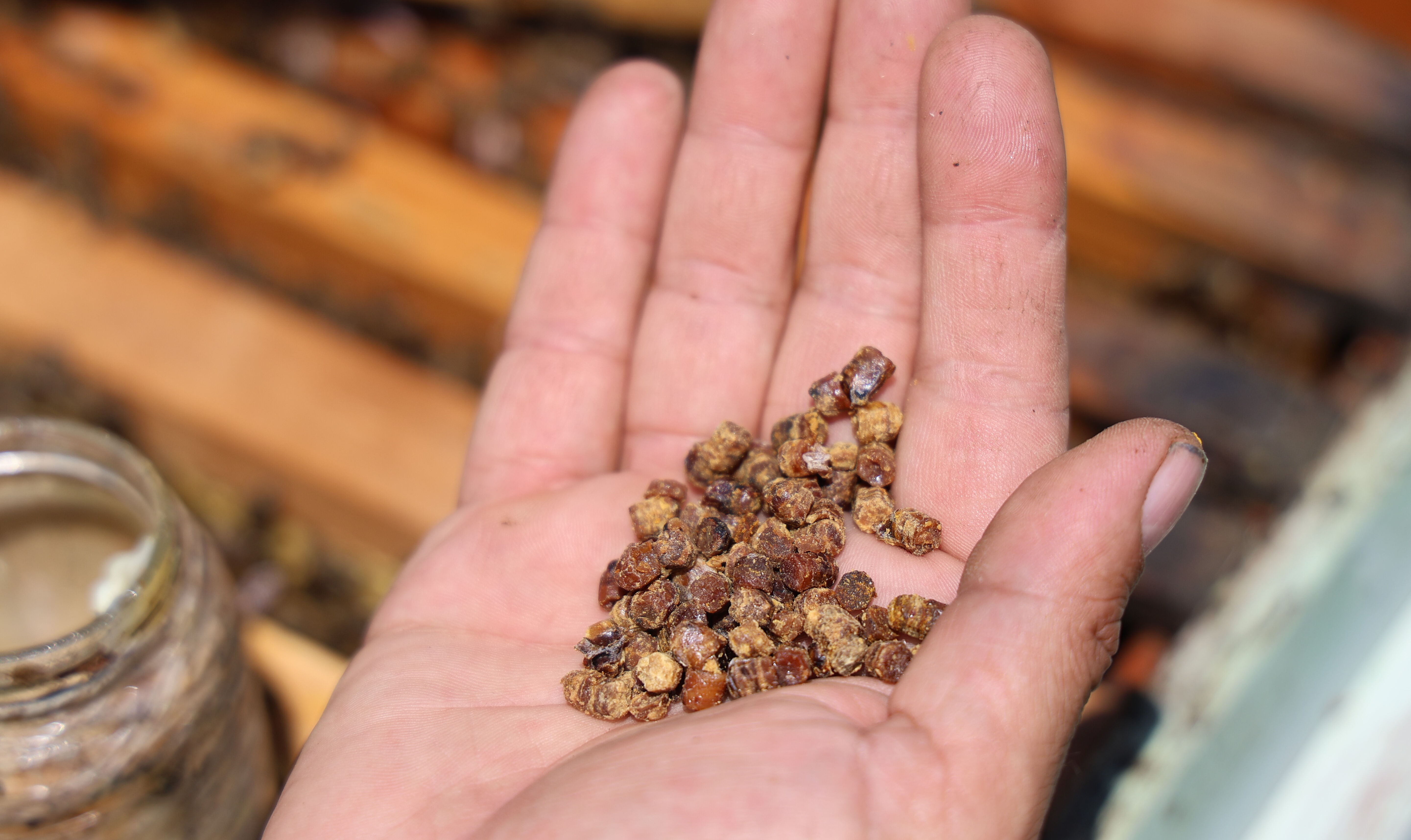 Geçmişte çöpe atıyorlardı! Kilosu 3 bin liradan satılıyor, bir çay kaşığı bir kilogram ete eşdeğer - 2. Resim