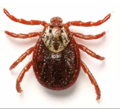 İnsanlar diken üstünde! Kabus sürerken ölü sayısı artıyor, uzmanlar uyardı: Doyana kadar bırakmıyorlar İnsanlar diken üstünde! Kabus sürerken ölü sayısı artıyor, uzmanlar uyardı: Doyana kadar bırakmıyorlar - 1. Resim