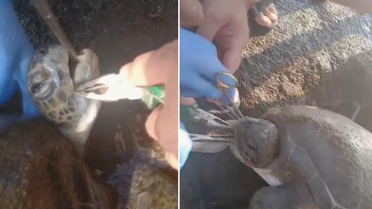 Midesinden çıkan şoke etti! Kurtarmak için adeta canla başla uğraştılar... Caretta carettanın halini görenleri üzdü - 1. Resim