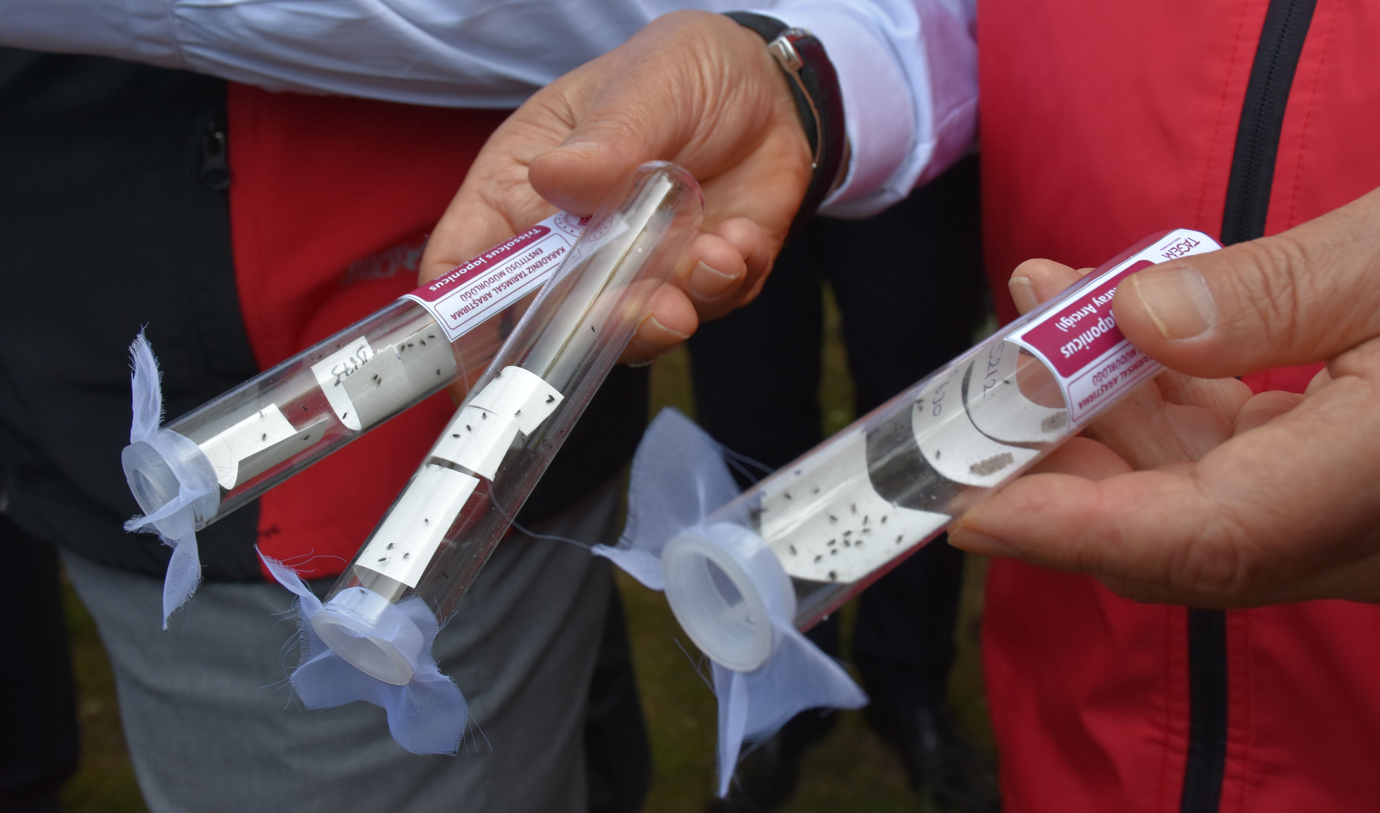 Çiftçinin kabusu olmuştu... Alarm verildi: Kokarca böceğine karşı 1 milyon samuray arısı sahaya iniyor Çiftçinin kabusu olmuştu... Alarm verildi: Kokarca böceğine karşı 1 milyon samuray arısı sahaya iniyor - 2. Resim