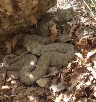 Fatma Teyze ve oğlu dehşeti yaşadı! Engerek yılanı bir anda karşılarına çıktı: "Kurşun gibi..." - 1. Resim