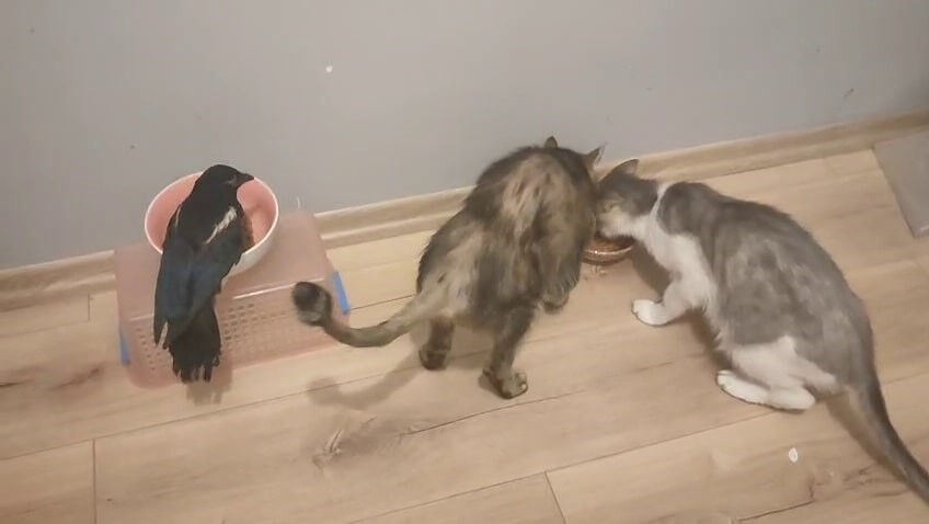 Ölmek üzereyken buldu! Çocuğundan ayırmıyor... Beraber tatile bile gidiyorlar - 1. Resim