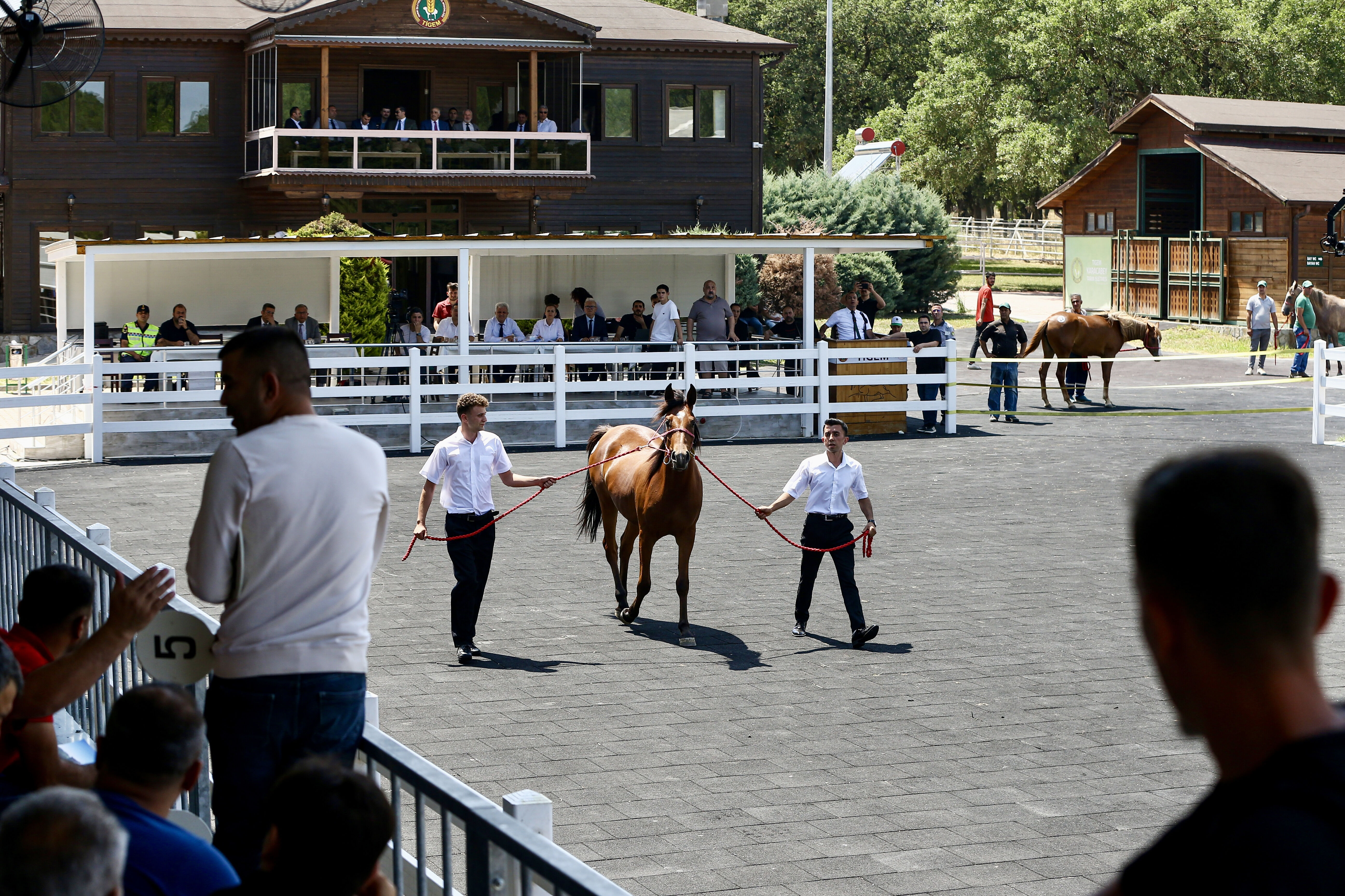 Onlarca Arap tayı satıldı! Elde edilen gelir dudak uçuklatıyor - 1. Resim