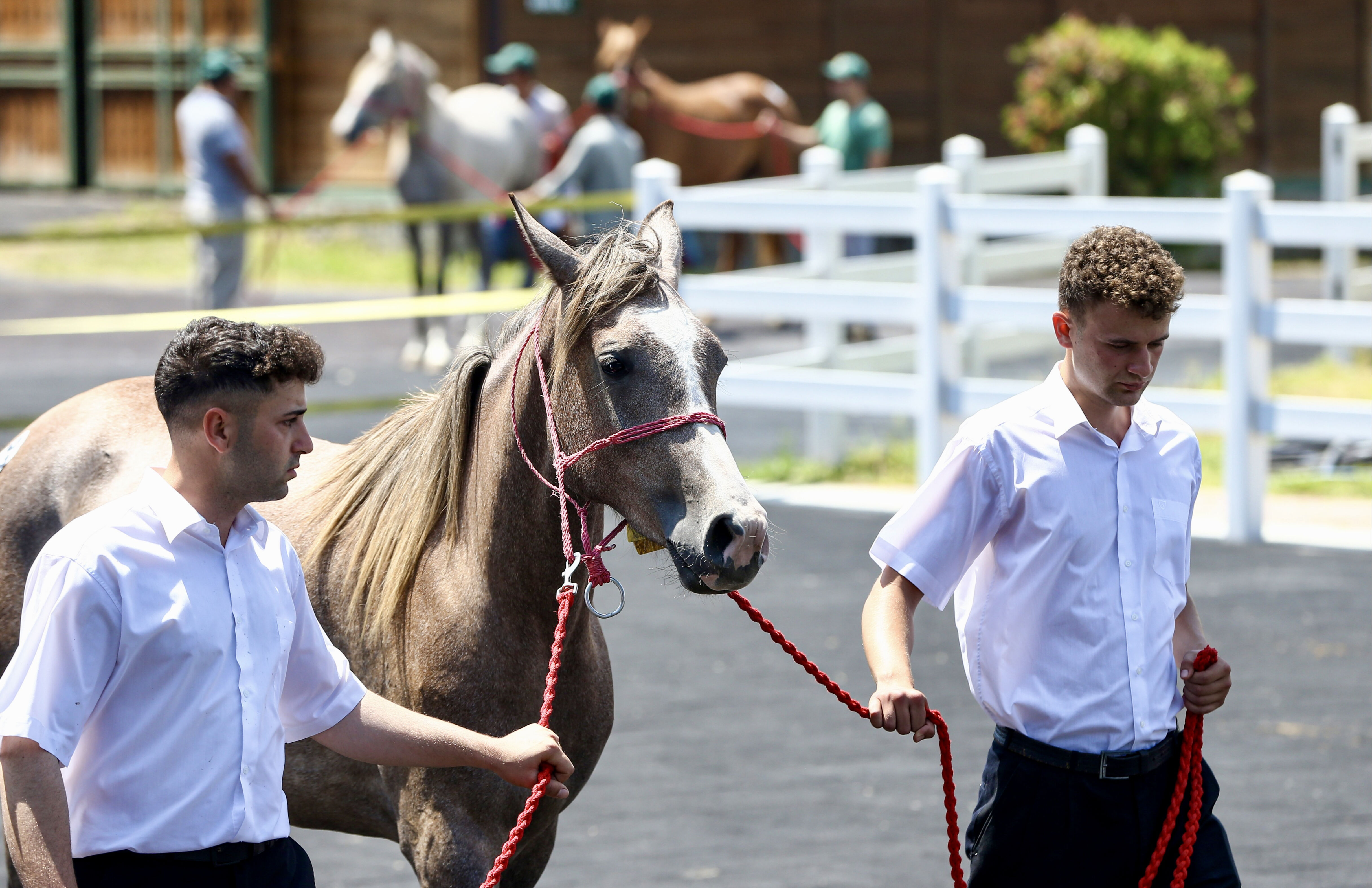 Onlarca Arap tayı satıldı! Elde edilen gelir dudak uçuklatıyor - 3. Resim