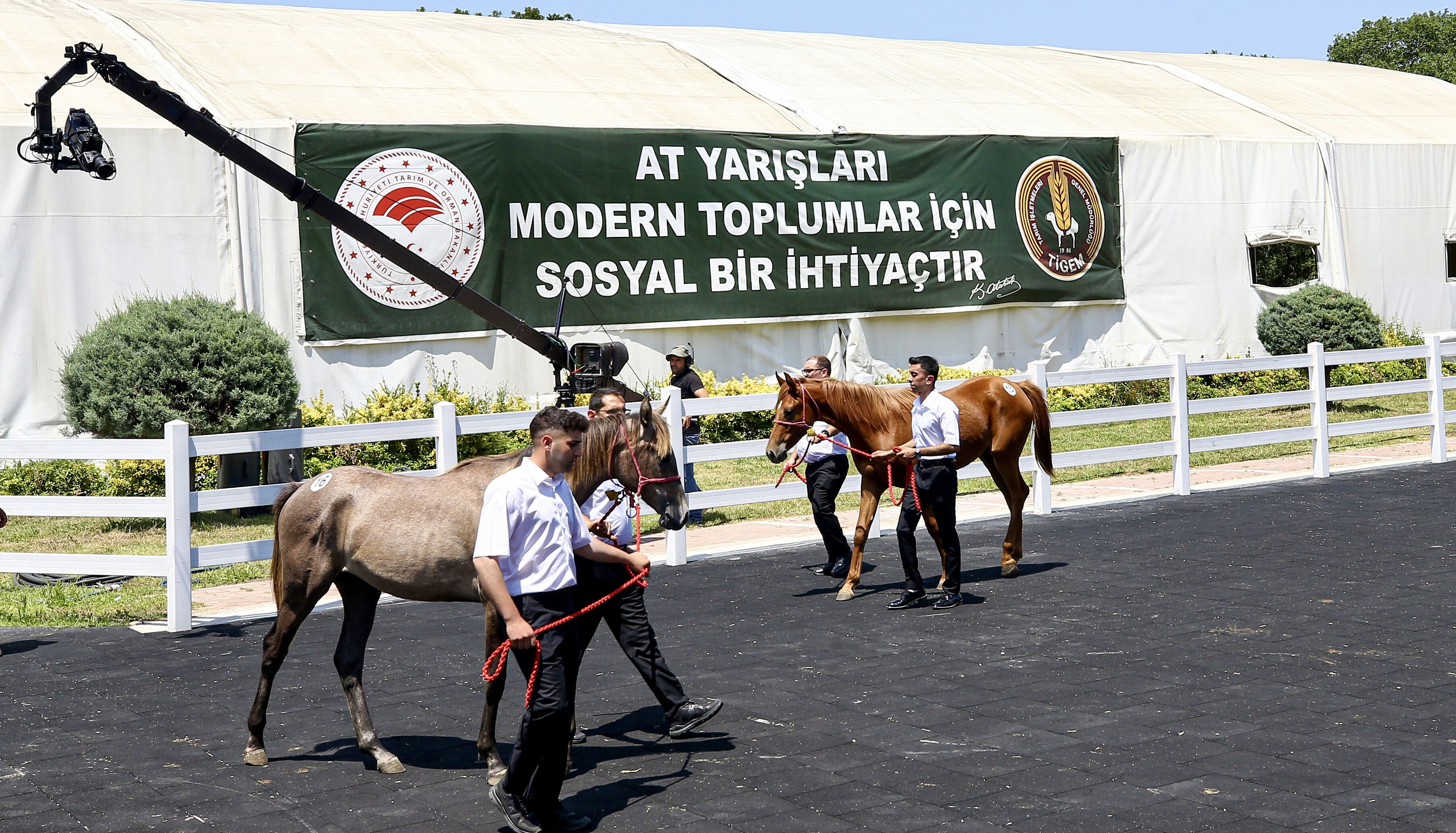 Onlarca Arap tayı satıldı! Elde edilen gelir dudak uçuklatıyor - 2. Resim