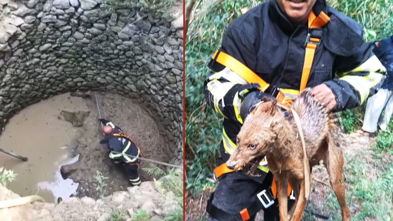 Sayıları gittikçe artıyor! Kuyuya düştü, itfaiye kurtardı - 1. Resim