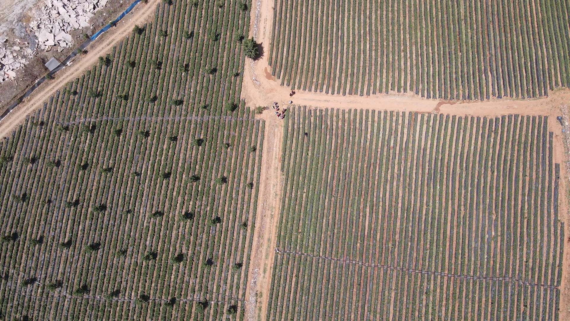 Tadı ve aromasıyla meşhur! Daha dalından toplamadan satılıyor... Kilosu 80 lira - 5. Resim