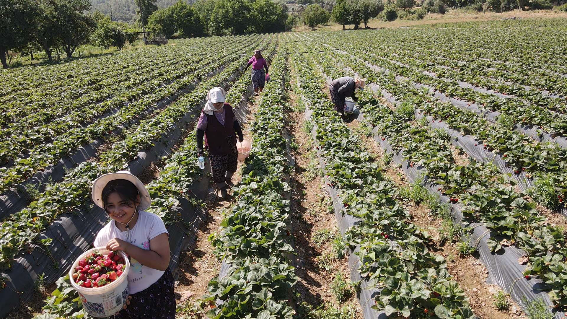 Tadı ve aromasıyla meşhur! Daha dalından toplamadan satılıyor... Kilosu 80 lira - 4. Resim