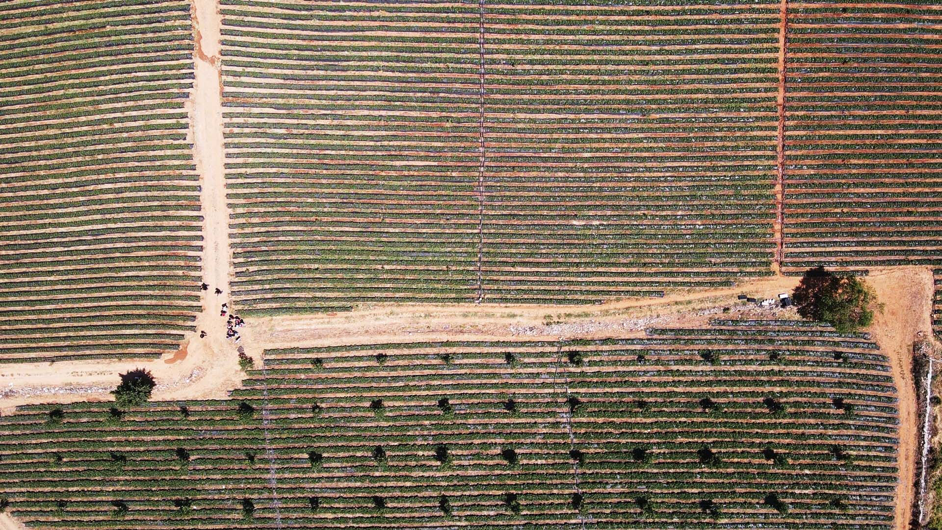 Tadı ve aromasıyla meşhur! Daha dalından toplamadan satılıyor... Kilosu 80 lira - 6. Resim