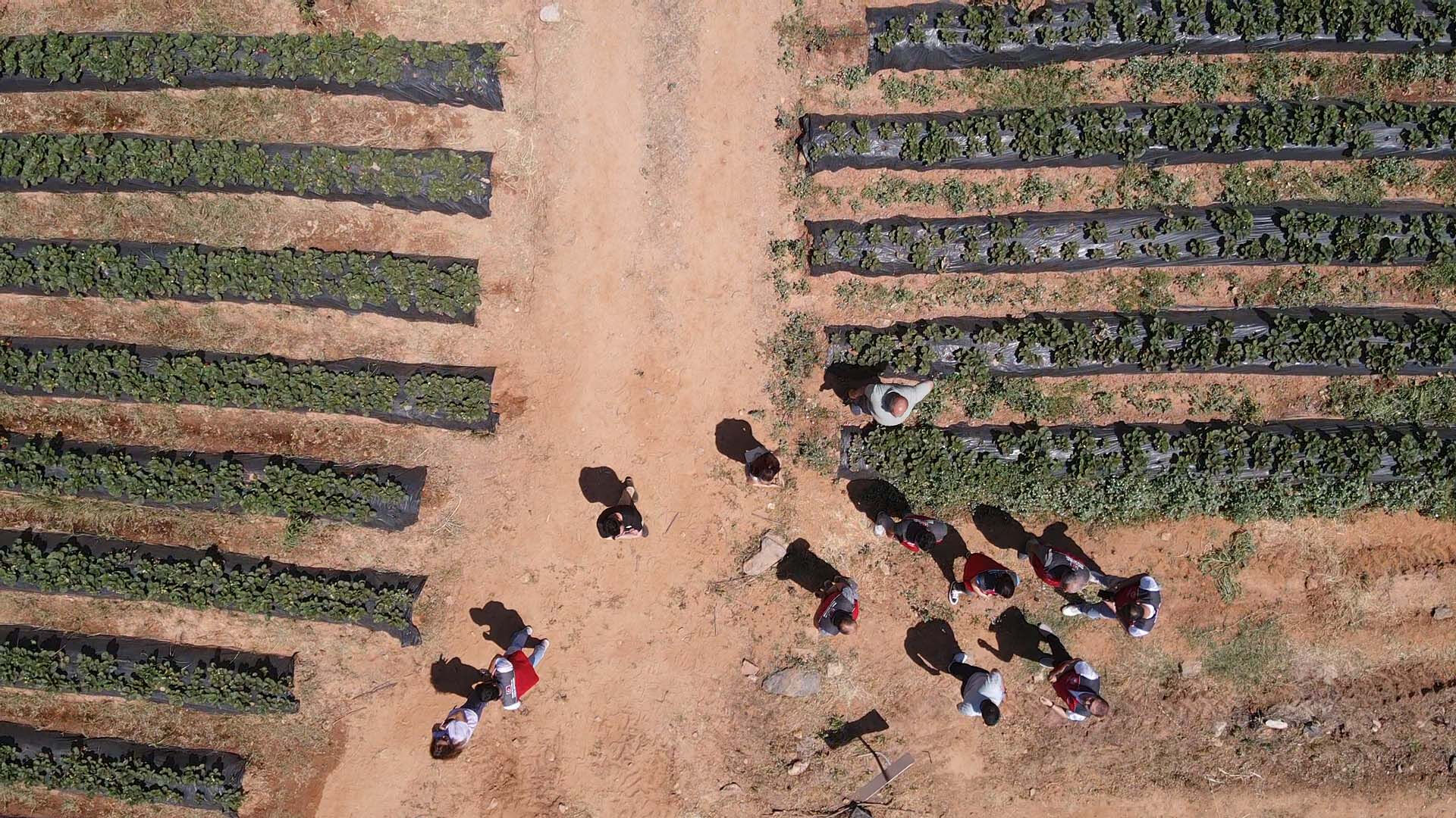 Tadı ve aromasıyla meşhur! Daha dalından toplamadan satılıyor... Kilosu 80 lira - 2. Resim