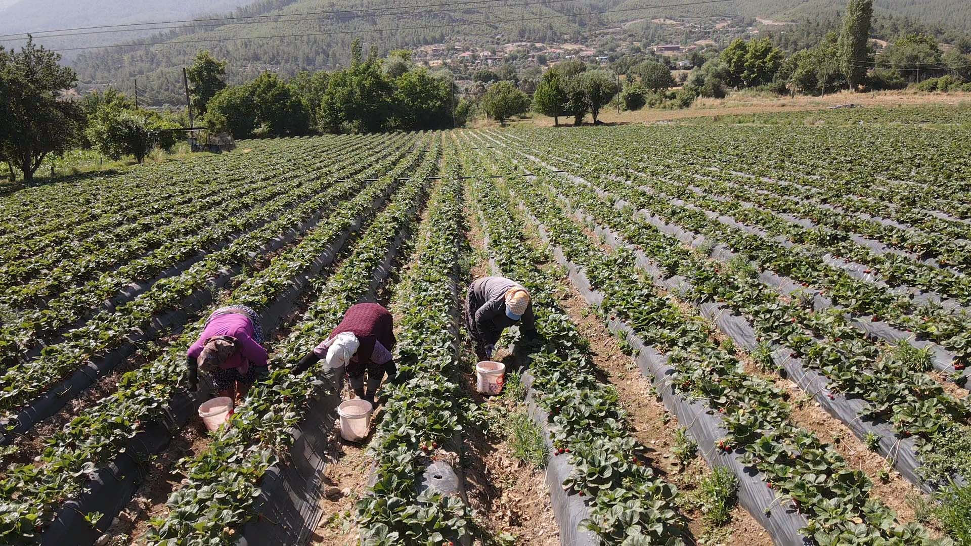 Tadı ve aromasıyla meşhur! Daha dalından toplamadan satılıyor... Kilosu 80 lira - 1. Resim