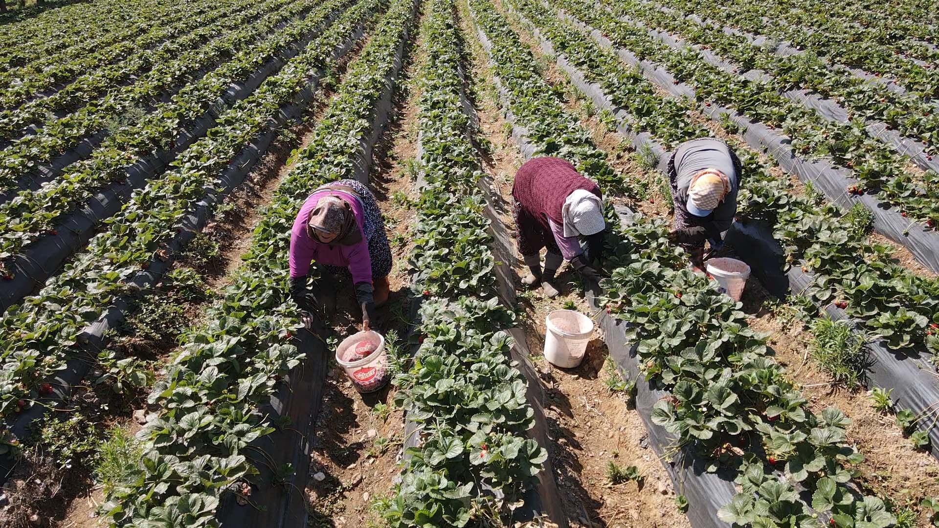 Tadı ve aromasıyla meşhur! Daha dalından toplamadan satılıyor... Kilosu 80 lira - 3. Resim