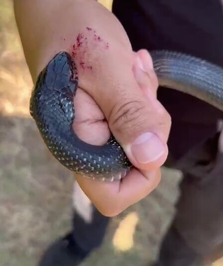 Tam 1 buçuk metre boyunda! 