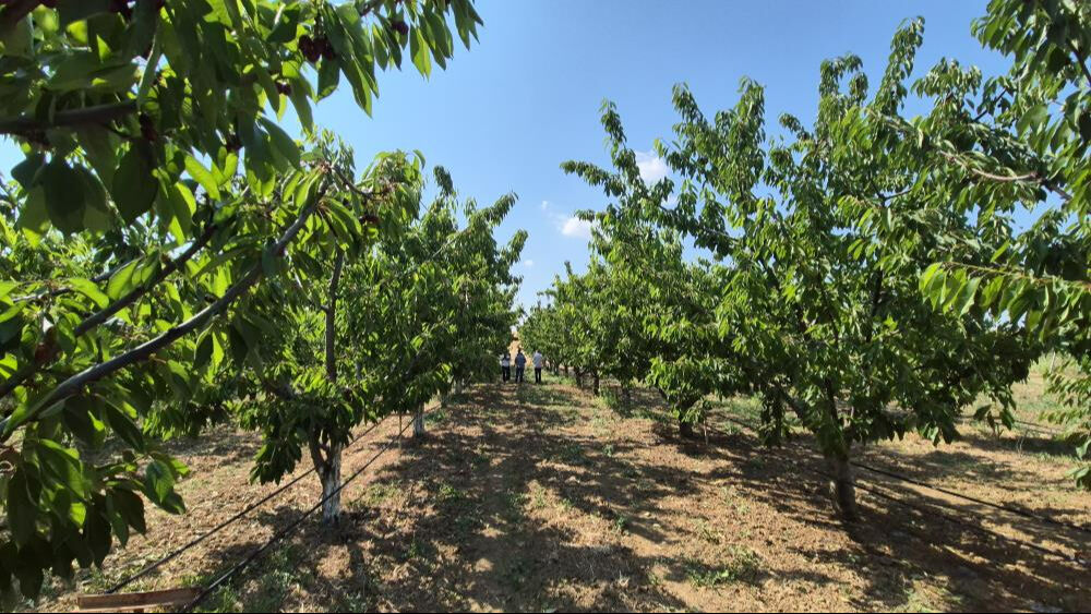 Tekirdağ'da kiraz hasadı bereketli geçti! Üreticinin yüzü gülüyor, kilogram fiyatı 250 TL'ye ulaştı - 2. Resim
