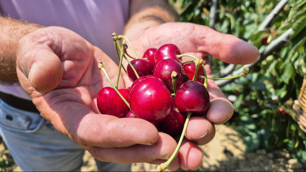 Tekirdağ'da kiraz hasadı bereketli geçti! Üreticinin yüzü gülüyor, kilogram fiyatı 250 TL'ye ulaştı - 4. Resim