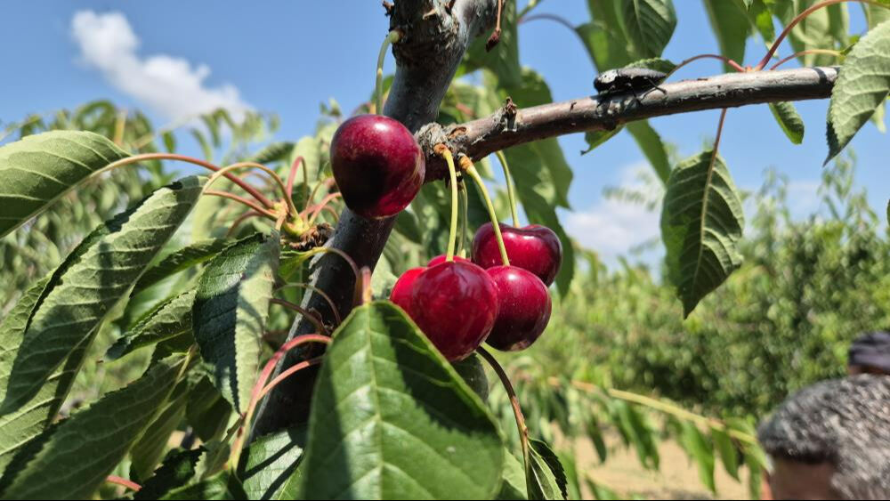 Tekirdağ'da kiraz hasadı bereketli geçti! Üreticinin yüzü gülüyor, kilogram fiyatı 250 TL'ye ulaştı - 1. Resim