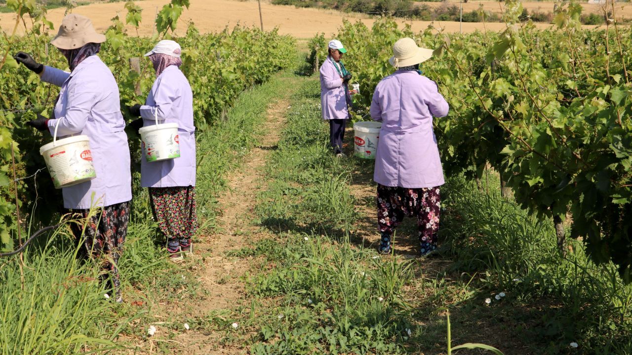 Tescilli lezzette hasat zamanı! 1 ay sürecek Tescilli lezzette hasat zamanı! 1 ay sürecek