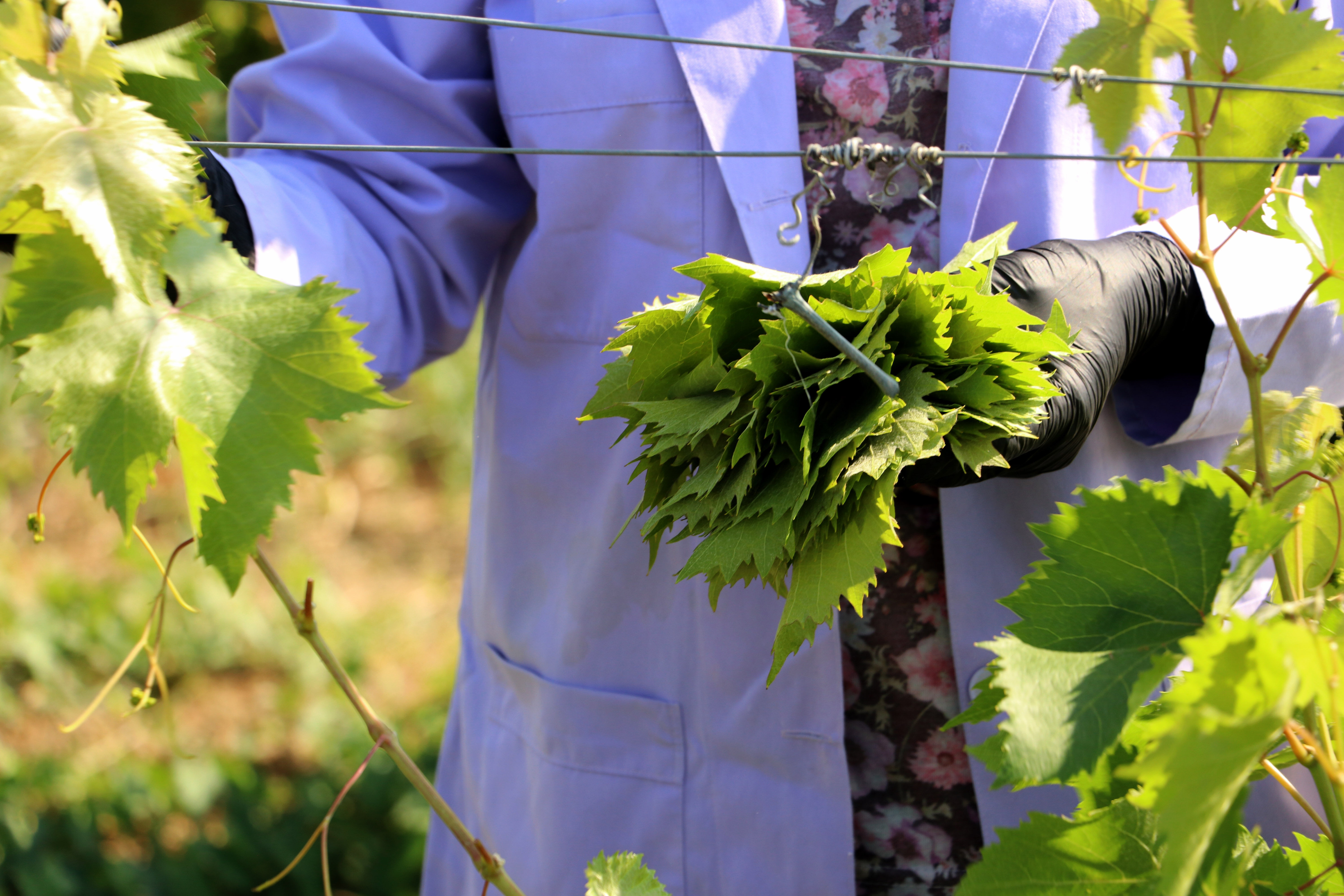 Tescilli lezzette hasat zamanı! 1 ay sürecek Tescilli lezzette hasat zamanı! 1 ay sürecek - 2. Resim