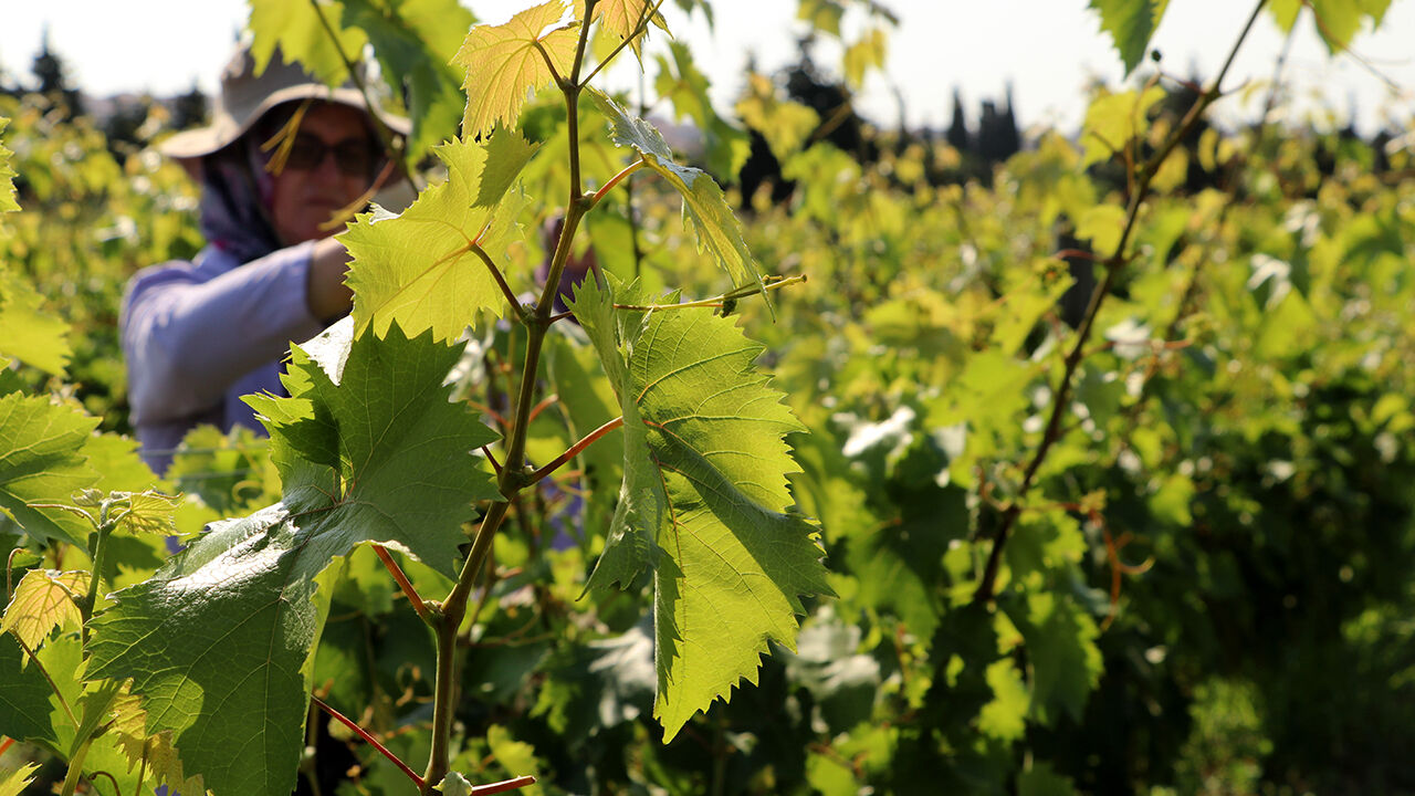 Tescilli lezzette hasat zamanı! 1 ay sürecek Tescilli lezzette hasat zamanı! 1 ay sürecek - 3. Resim