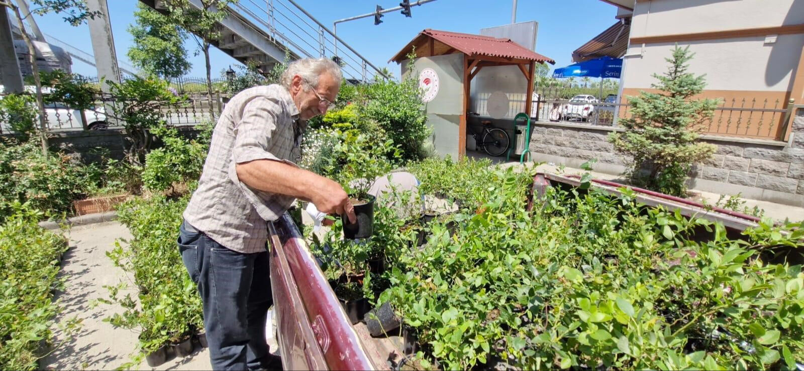 Yöre insanı 'likapa' diyor, gramla satılan meyvenin binlerce fidanı dağıtıldı Yöre insanı 'likapa' diyor, gramla satılan meyvenin binlerce fidanı dağıtıldı - 2. Resim