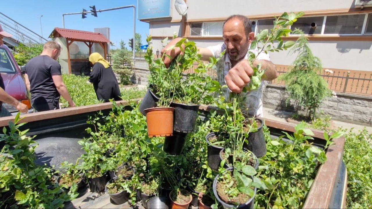 Yöre insanı 'likapa' diyor, gramla satılan meyvenin binlerce fidanı dağıtıldı Yöre insanı 'likapa' diyor, gramla satılan meyvenin binlerce fidanı dağıtıldı