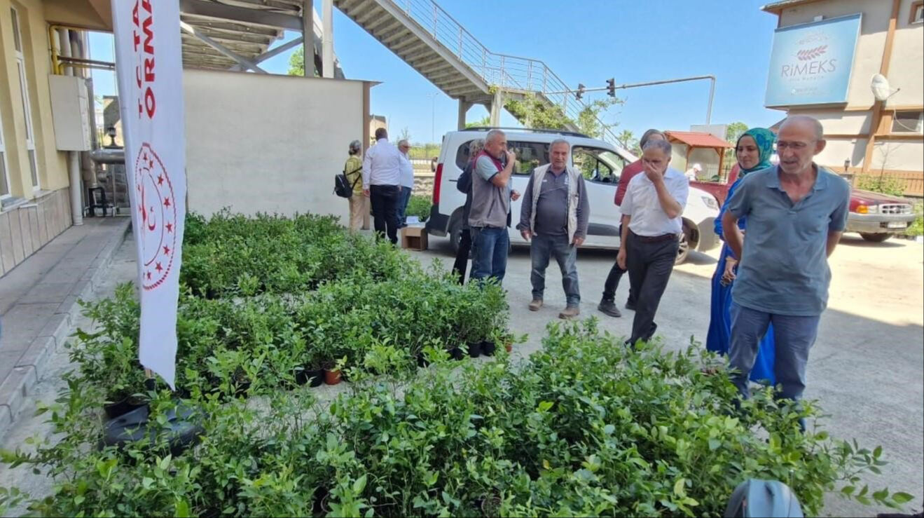 Yöre insanı 'likapa' diyor, gramla satılan meyvenin binlerce fidanı dağıtıldı Yöre insanı 'likapa' diyor, gramla satılan meyvenin binlerce fidanı dağıtıldı - 1. Resim