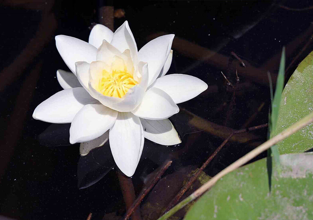 Dünyada sadece bu gölde yetişen beyaz nilüfer çiçeği araştırma konusu oldu - 1. Resim