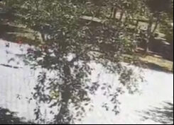 Kız çocuğuna saldırdı, çevredekiler olmasa facia yaşanacaktı! Başıboş köpekler dehşet saçtı - 1. Resim