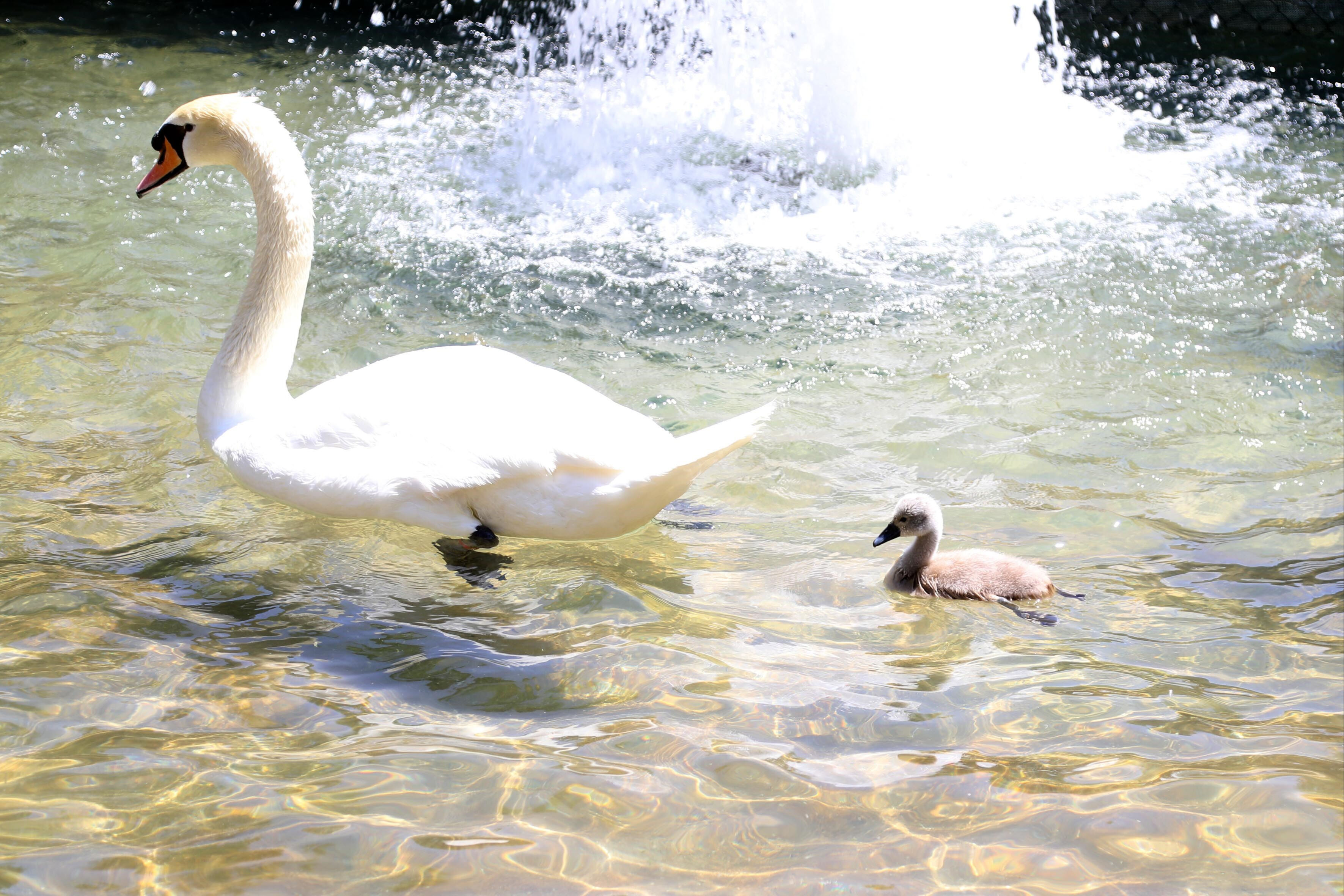 Kuğulu Park 15 yıl sonra bir ilki yaşadı! Kuğunun ismi merak konusu oldu - 1. Resim