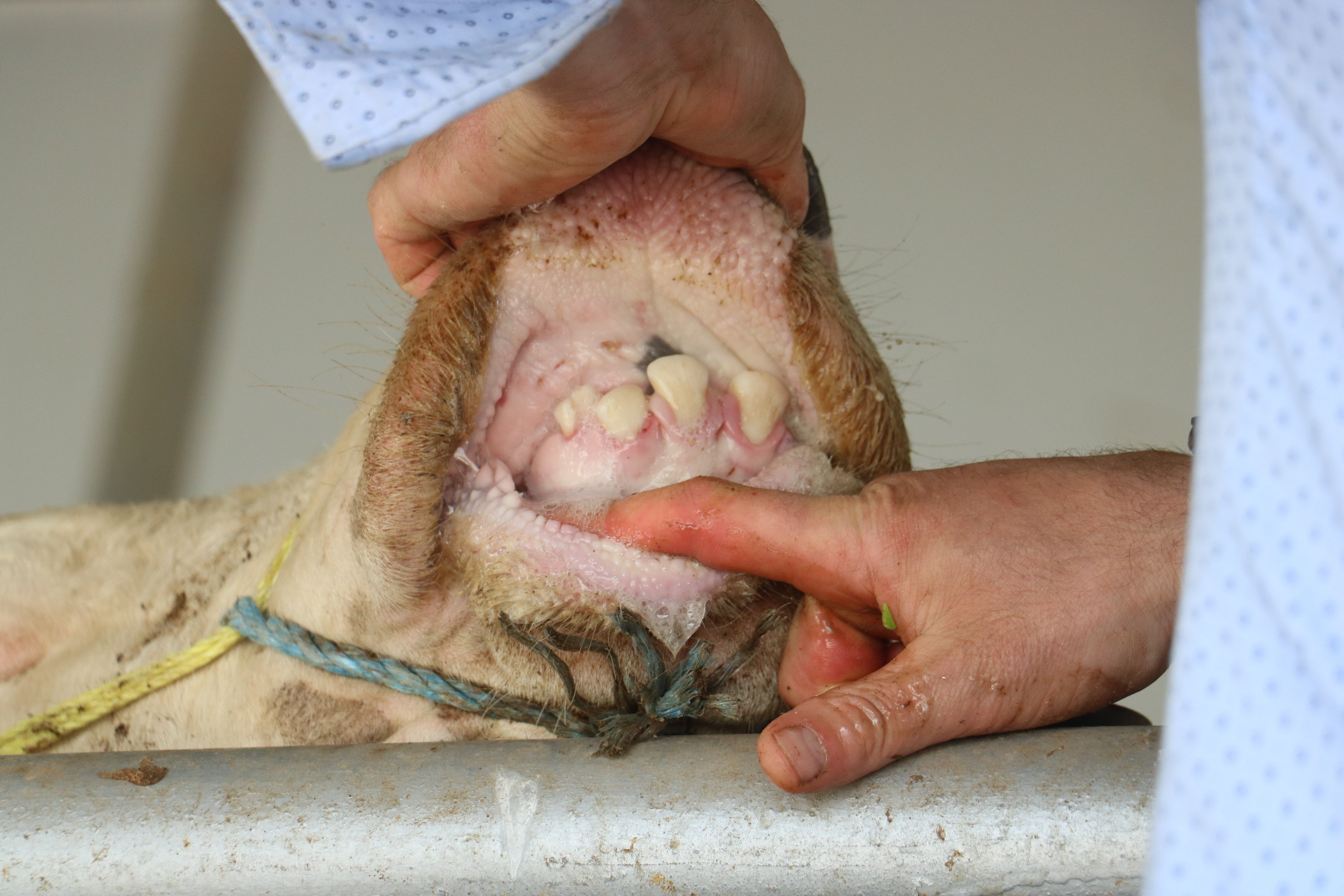 Sivaslılar şokta! 17 köy karantinada, diken üstünde: Giriş çıkışlar yasaklandı - 2. Resim