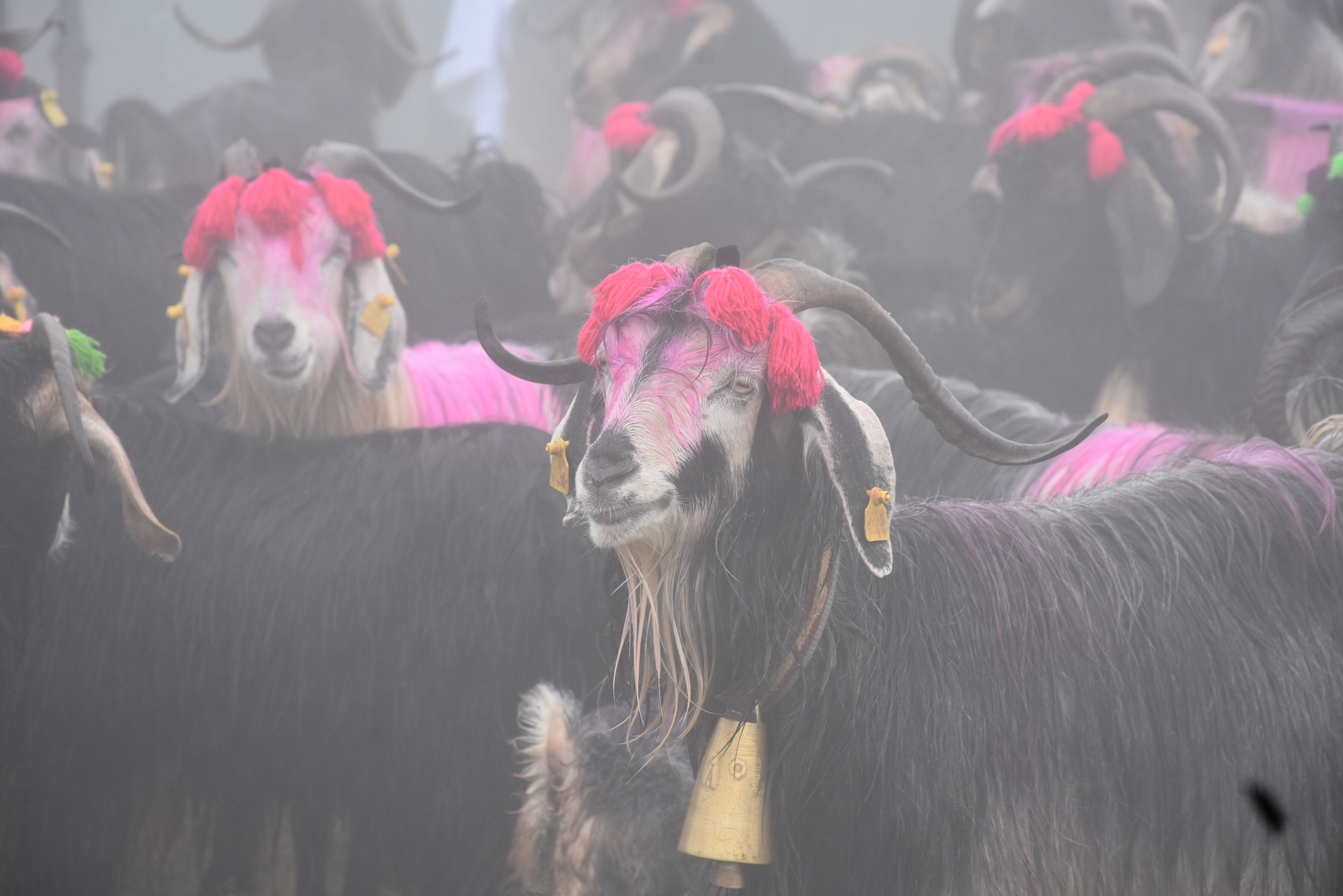118 yıllık ilginç gelenek! Gören şaşırıyor, sebebi merak ediliyor 118 yıllık ilginç gelenek! Gören şaşırıyor, sebebi merak ediliyor - 1. Resim