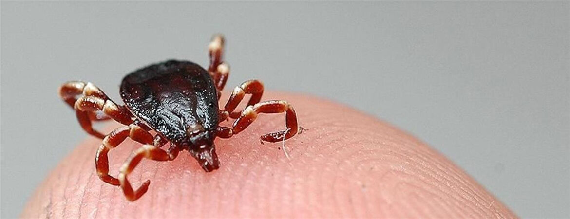 Keneye karşı nasıl korunulur? Bu belirtiler varsa dikkat! Keneler sadece KKKA değil, birçok hastalığı taşıyor... Bu belirtiler varsa dikkat! Keneler sadece KKKA değil, birçok hastalığı taşıyor... - 3. Resim