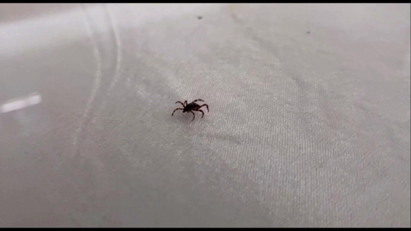 Keneye karşı nasıl korunulur? Bu belirtiler varsa dikkat! Keneler sadece KKKA değil, birçok hastalığı taşıyor... Bu belirtiler varsa dikkat! Keneler sadece KKKA değil, birçok hastalığı taşıyor... - 4. Resim