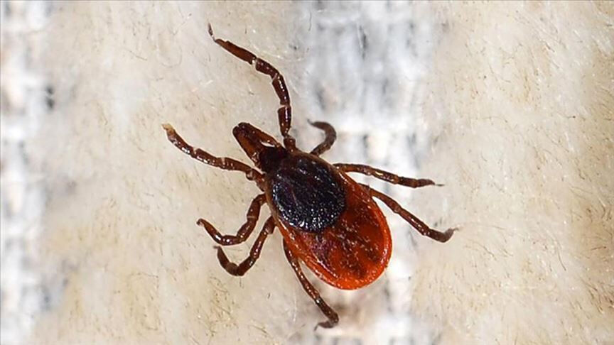 Keneye karşı nasıl korunulur? Bu belirtiler varsa dikkat! Keneler sadece KKKA değil, birçok hastalığı taşıyor... Bu belirtiler varsa dikkat! Keneler sadece KKKA değil, birçok hastalığı taşıyor... - 2. Resim