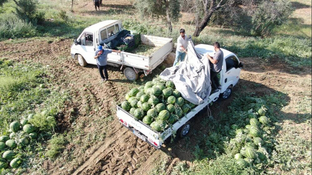 Çukurova'dan sonra gözler orada... 8 liradan hasat ediliyor! Satın alabilmek için erkenden tarlaya gelip sıraya giriyorlar Çukurova'dan sonra gözler orada... 8 liradan hasat ediliyor! Satın alabilmek için erkenden tarlaya gelip sıraya giriyorlar - 4. Resim
