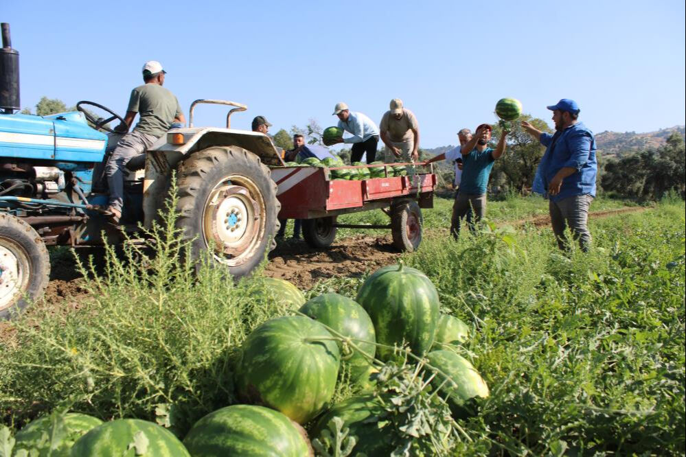 Çukurova'dan sonra gözler orada... 8 liradan hasat ediliyor! Satın alabilmek için erkenden tarlaya gelip sıraya giriyorlar Çukurova'dan sonra gözler orada... 8 liradan hasat ediliyor! Satın alabilmek için erkenden tarlaya gelip sıraya giriyorlar - 5. Resim