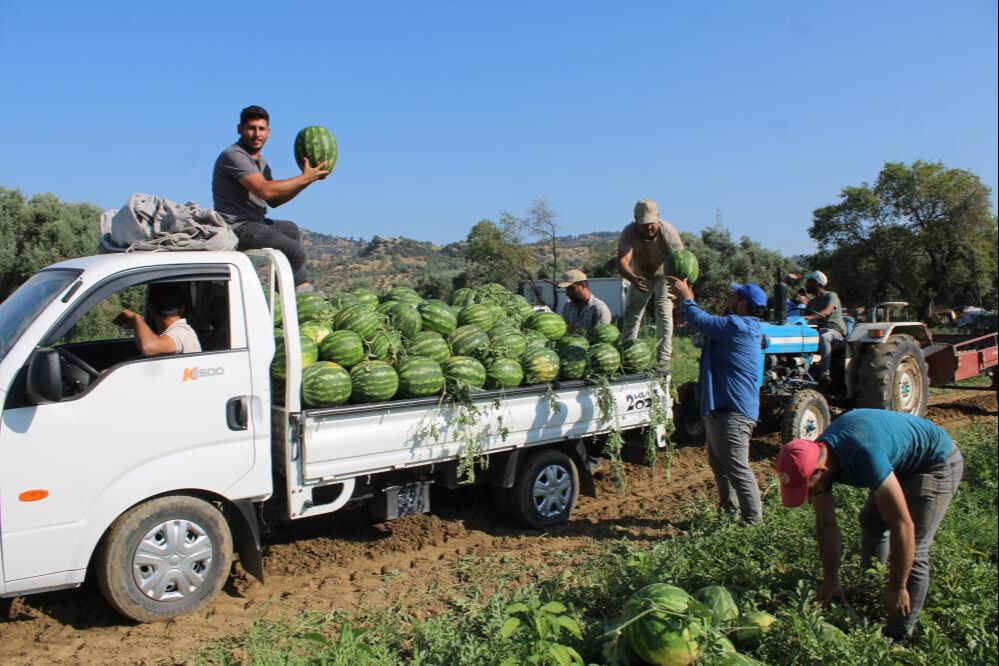 Çukurova'dan sonra gözler orada... 8 liradan hasat ediliyor! Satın alabilmek için erkenden tarlaya gelip sıraya giriyorlar Çukurova'dan sonra gözler orada... 8 liradan hasat ediliyor! Satın alabilmek için erkenden tarlaya gelip sıraya giriyorlar - 7. Resim