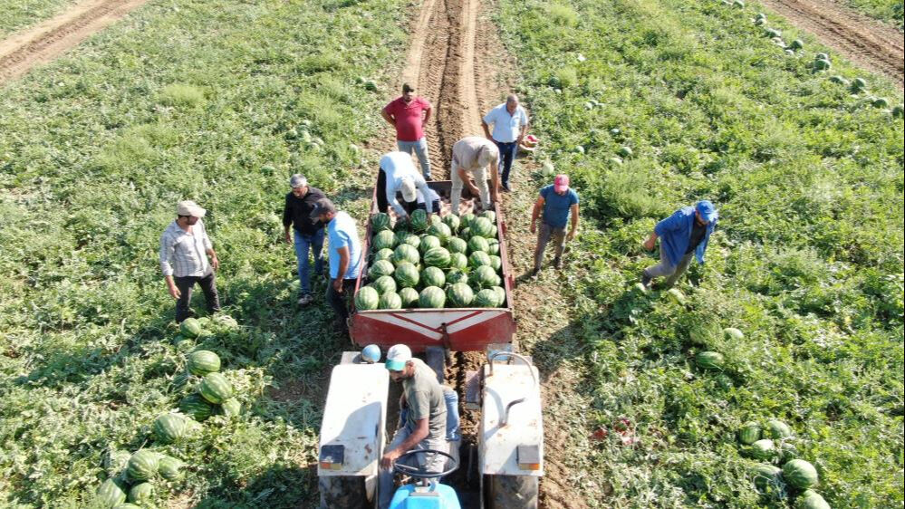 Çukurova'dan sonra gözler orada... 8 liradan hasat ediliyor! Satın alabilmek için erkenden tarlaya gelip sıraya giriyorlar Çukurova'dan sonra gözler orada... 8 liradan hasat ediliyor! Satın alabilmek için erkenden tarlaya gelip sıraya giriyorlar - 3. Resim