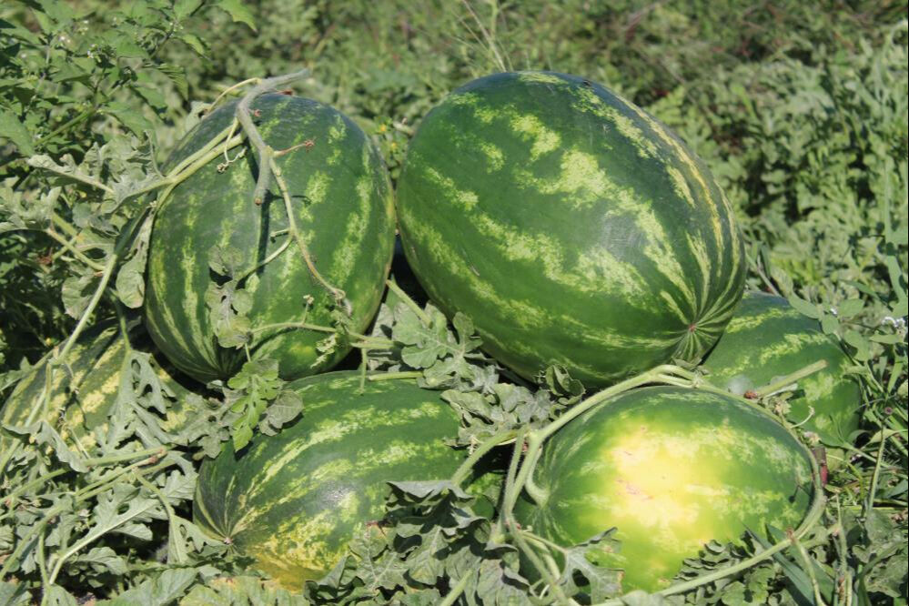 Çukurova'dan sonra gözler orada... 8 liradan hasat ediliyor! Satın alabilmek için erkenden tarlaya gelip sıraya giriyorlar Çukurova'dan sonra gözler orada... 8 liradan hasat ediliyor! Satın alabilmek için erkenden tarlaya gelip sıraya giriyorlar - 6. Resim