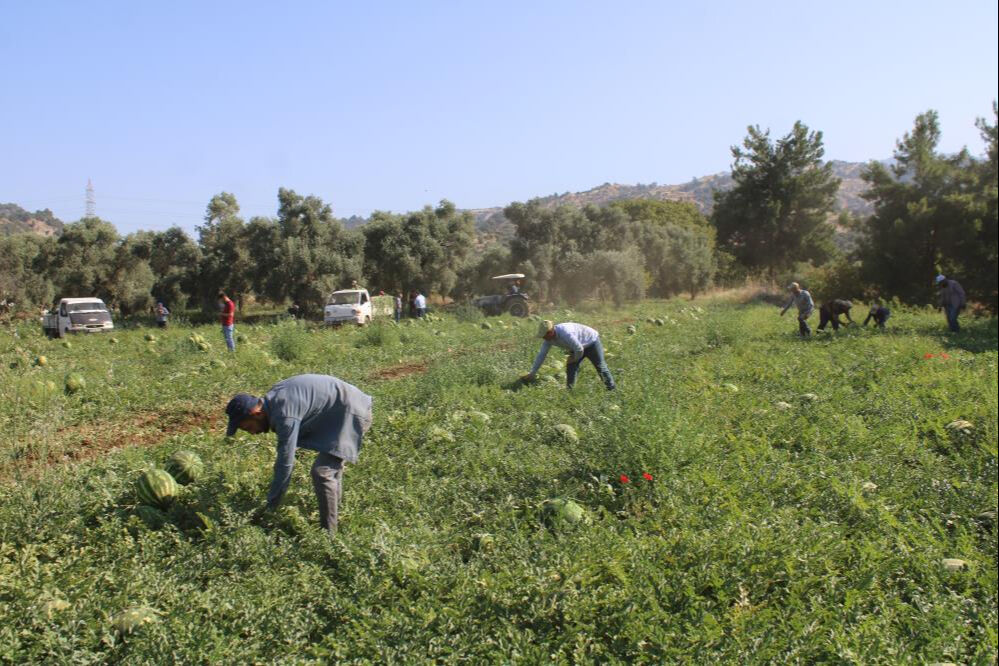 Çukurova'dan sonra gözler orada... 8 liradan hasat ediliyor! Satın alabilmek için erkenden tarlaya gelip sıraya giriyorlar Çukurova'dan sonra gözler orada... 8 liradan hasat ediliyor! Satın alabilmek için erkenden tarlaya gelip sıraya giriyorlar - 1. Resim