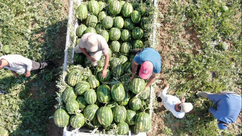 Çukurova'dan sonra gözler orada... 8 liradan hasat ediliyor! Satın alabilmek için erkenden tarlaya gelip sıraya giriyorlar Çukurova'dan sonra gözler orada... 8 liradan hasat ediliyor! Satın alabilmek için erkenden tarlaya gelip sıraya giriyorlar - 2. Resim