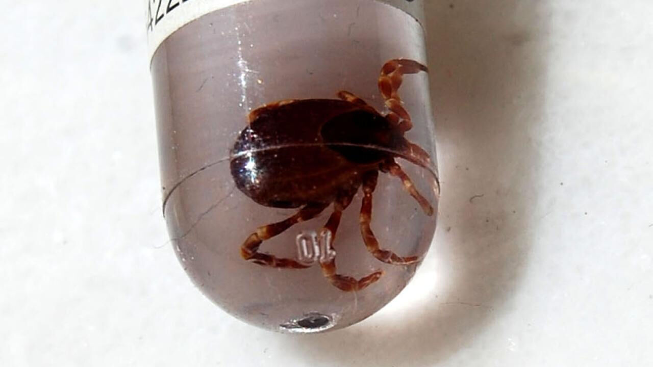 İstanbul'da 7 bin vaka! Kene tutunmaları artıyor, uzmanlar böyle uyardı İstanbul'da 7 bin vaka! Kene tutunmaları artıyor, uzmanlar böyle uyardı - 1. Resim