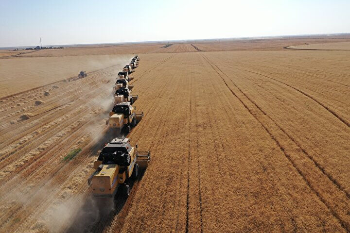 Kara hasat! Buğday başak vermedi fiyatlar yükseliyor Kara hasat! Buğday başak vermedi fiyatlar yükseliyor - 3. Resim